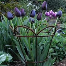Tulip Basket